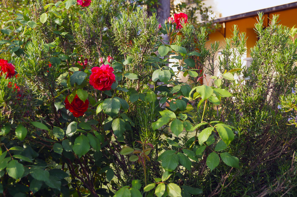 le nostre fioriture