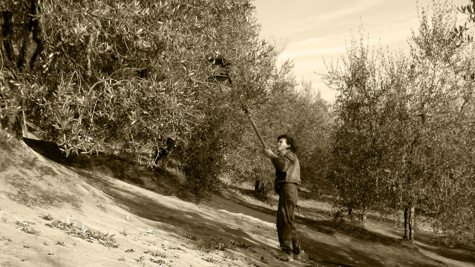 Raccolta delle olive